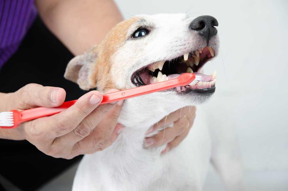 The Secret to a Happy Dog's Smile: The Importance of Dental Health and Chew Toys